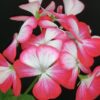 Pelargonium Cherry Bunny, pianta da esterno