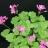 Pelargonium ‘Green Gold Petit Pierre’, pianta da esterno