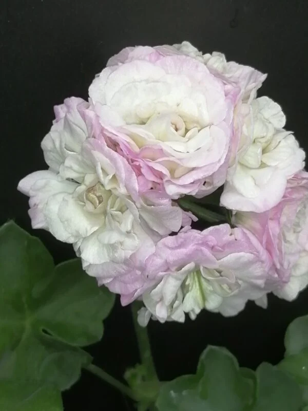 Pelargonium Viva Carolina, foto 2
