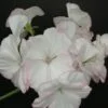 Pelargonium L’Aurore, pianta da esterno