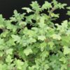 Plectranthus venteri, pianta per orto e cucina