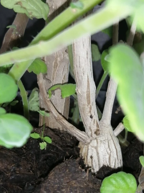 Plectranthus ernstii, foto 3