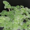 Plectranthus parvifolius, pianta per orto e cucina