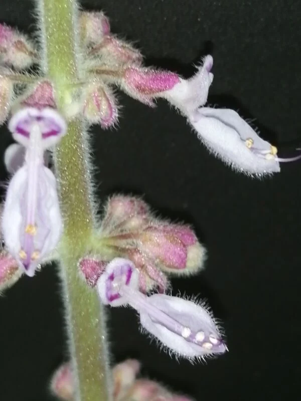 Plectranthus amboinicus Variegato, foto 3
