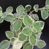 Plectranthus amboinicus Variegato, pianta da esterno
