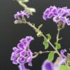 Duranta repens, pianta da esterno
