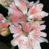 Pelargonium Zoe Kathleen, pianta da esterno