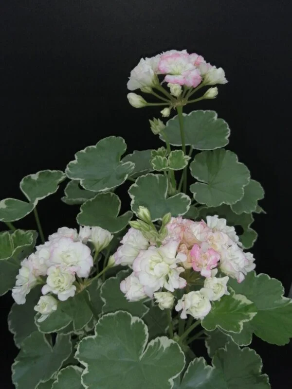Pelargonium Uaito Ringu Rosebud, pianta da esterno