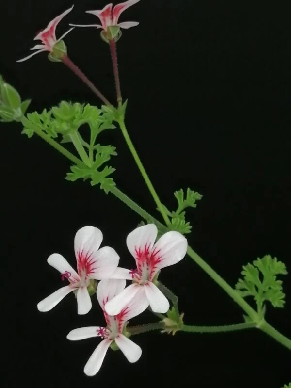 Pelargonium Shannon, foto 3