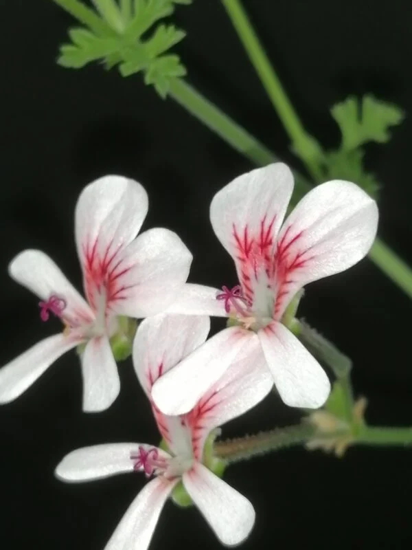 Pelargonium Shannon, foto 2