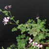 Pelargonium Shannon, pianta da esterno