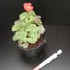 Pelargonium Fire Dancer, pianta da esterno