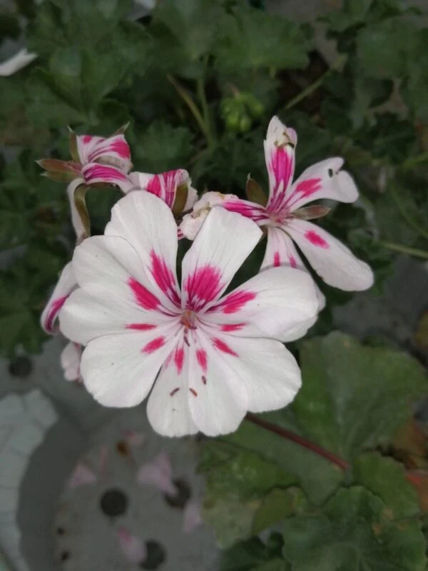 Pelargonium Americana White Splash, pianta da esterno