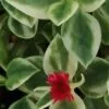 Aptenia cordifolia Variegata, pianta da esterno