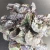 Ajuga reptans Black Scalop, pianta da esterno
