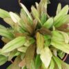 Ajuga reptans Gold Chang, pianta da esterno