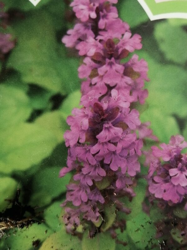 Ajuga reptans Gold Chang, foto 2