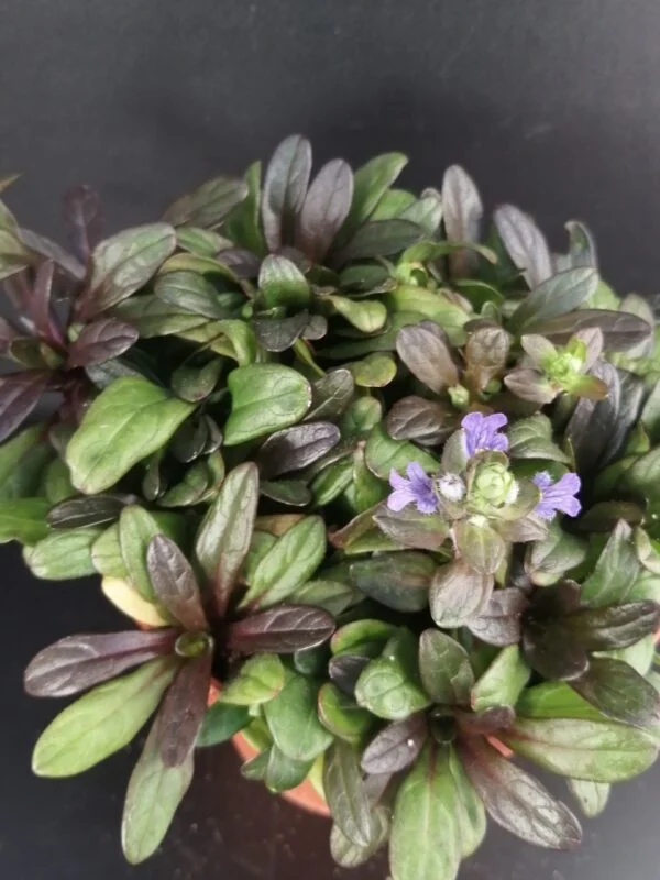 Ajuga reptans Chocolate Chip, pianta da esterno