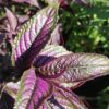 Strobilanthes dyeriana, pianta da esterno