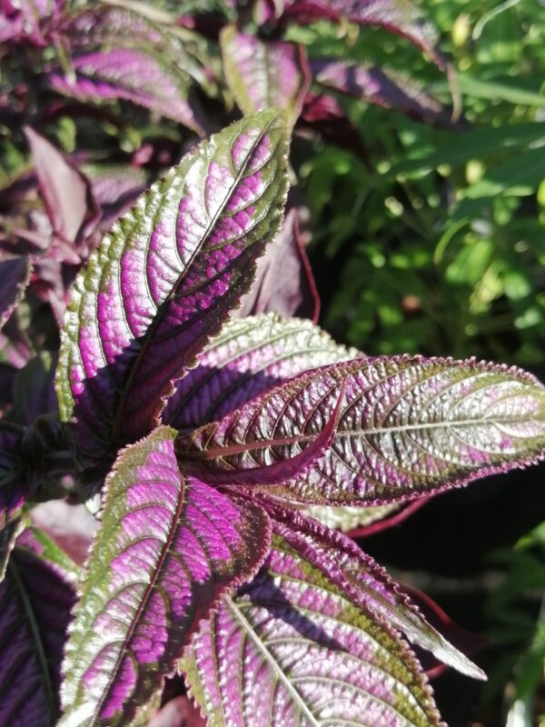 Strobilanthes dyeriana, pianta da esterno