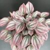 Peperomia caperata Cayenne, pianta da interno