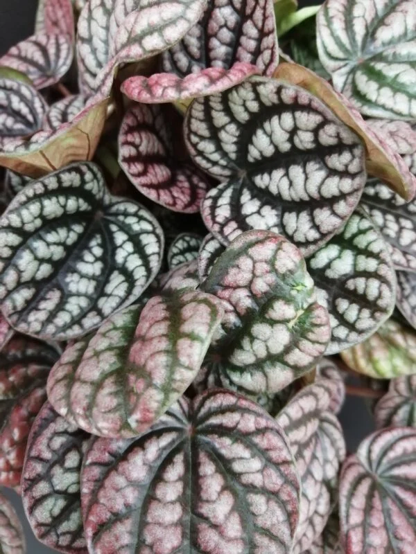 Peperomia caperata Burbella, foto 3