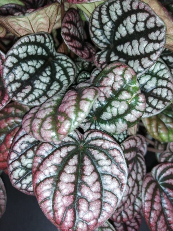 Peperomia caperata Burbella, foto 2