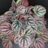 Peperomia caperata Burbella, pianta da interno