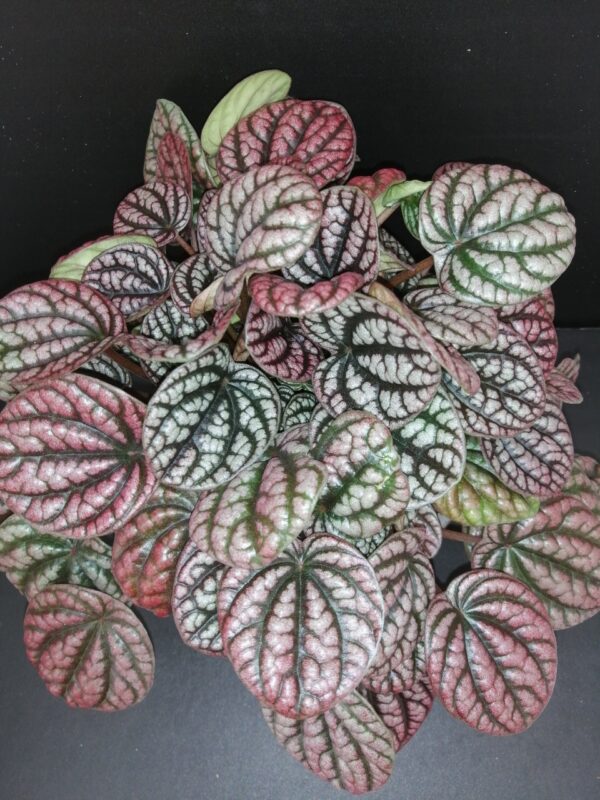 Peperomia caperata Burbella, pianta da interno