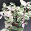 Tradescantia mundula variegata tricolor, pianta da interno e da esterno