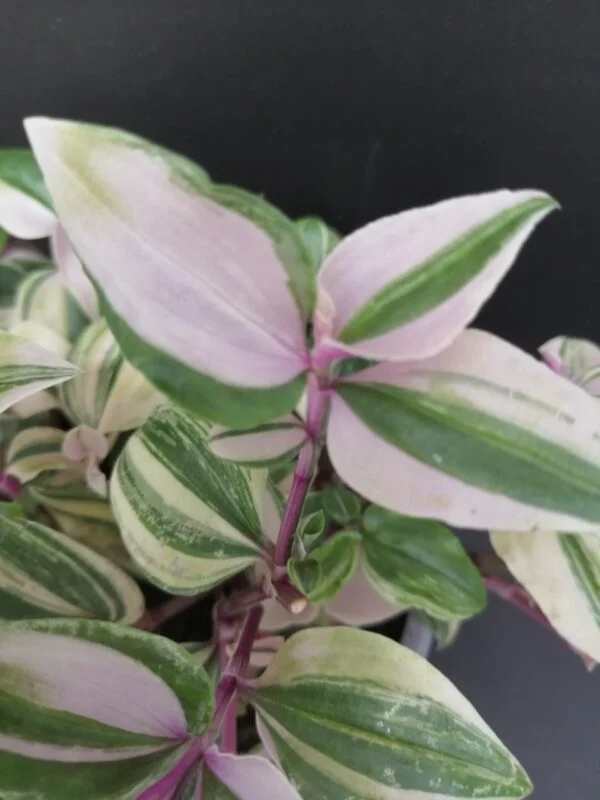 Tradescantia mundula variegata tricolor, foto 2