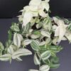 Tradescantia fluminensis 'Variegata', pianta da interno e da esterno