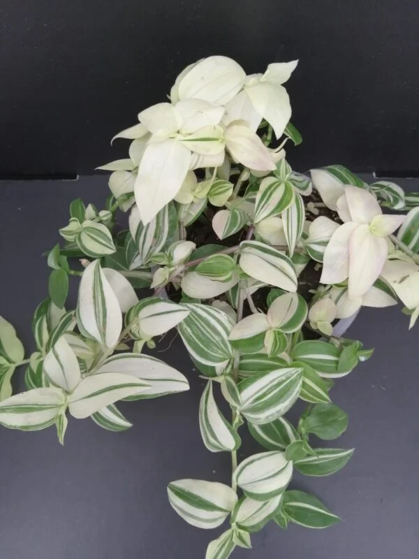 Tradescantia fluminensis 'Variegata', pianta da interno e da esterno