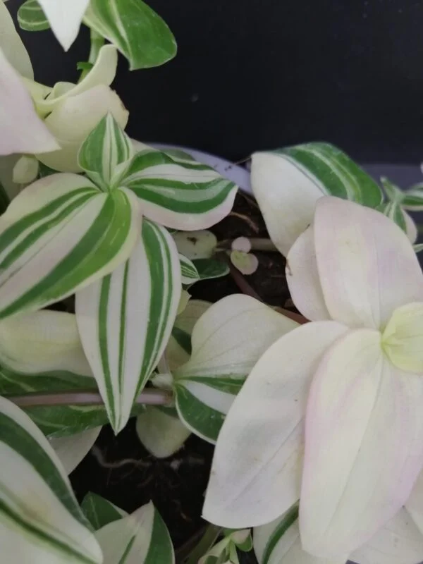 Tradescantia fluminensis 'Variegata', foto 2