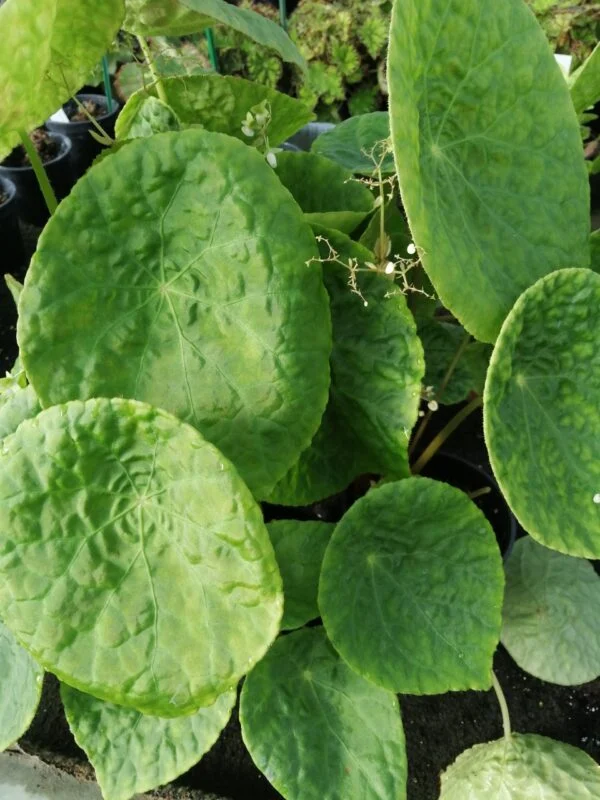 Begonia natunaensis, pianta da interno