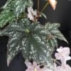 Begonia deliciosa, pianta da interno