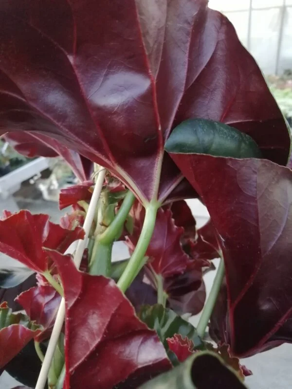 Begonia Alice Faye, foto 5