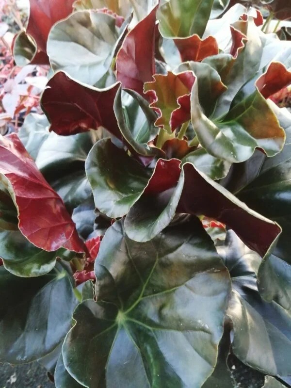 Begonia Alice Faye, foto 4