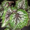 Begonia Bostella, pianta da interno