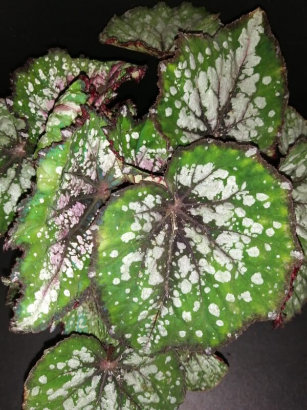 Begonia Bostella, pianta da interno