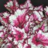 Begonia Caribbean Night, pianta da interno