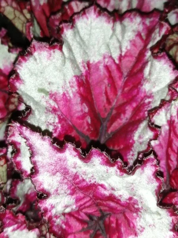 Begonia Caribbean Night, foto 2
