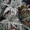 Begonia Spacestars Maia, pianta da interno