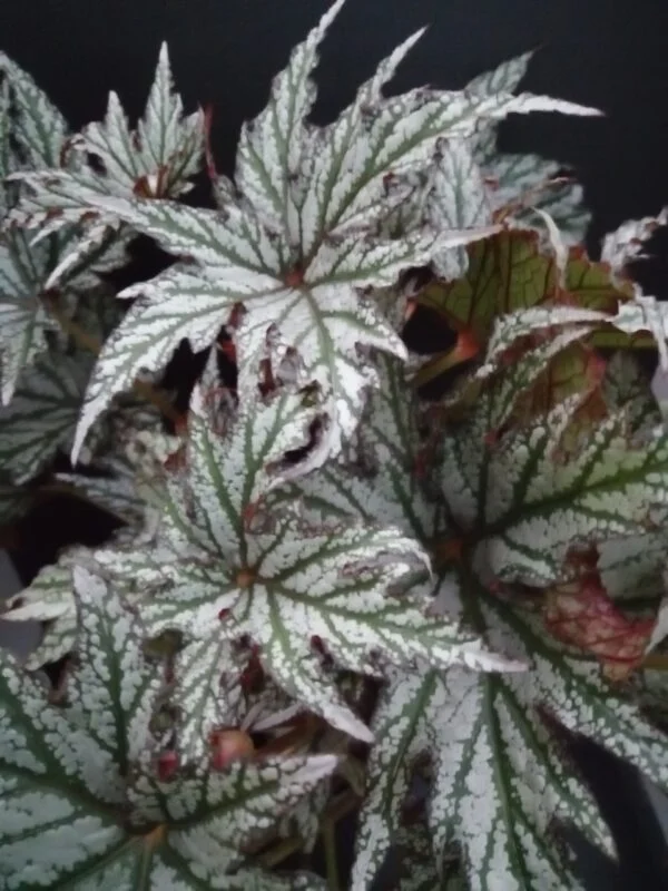 Begonia Spacestars Maia, pianta da interno
