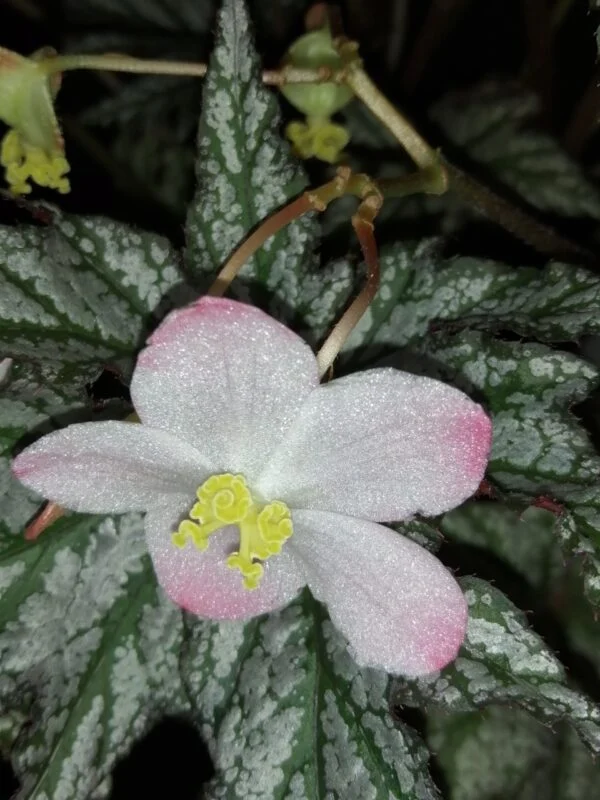 Begonia Spacestars Maia, foto 4