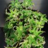 Begonia 'Sea Urchin', pianta da interno