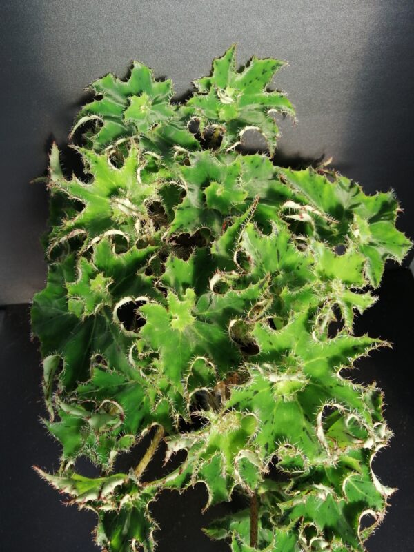 Begonia 'Sea Urchin', pianta da interno