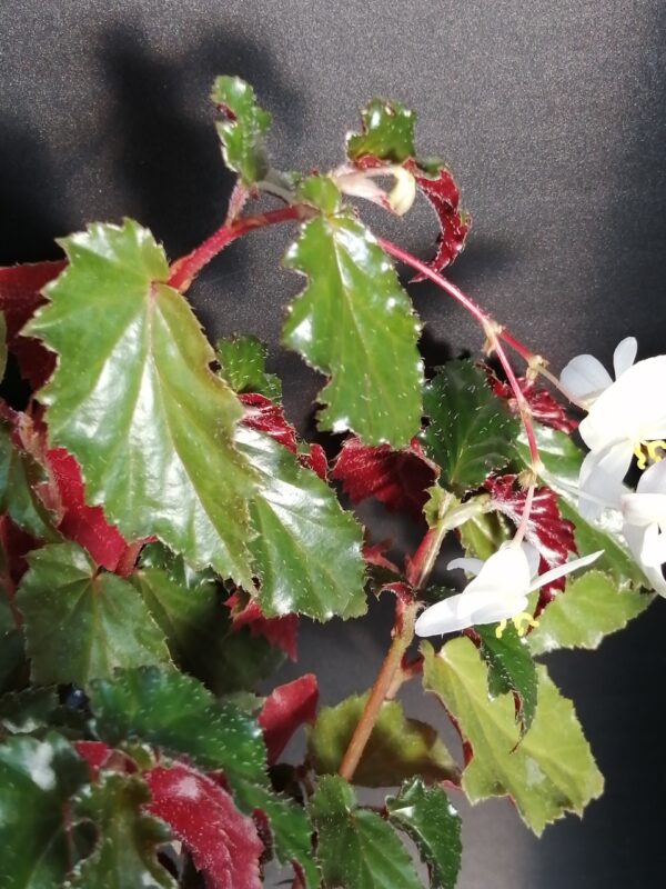 Begonia Richmondensis var. purpurea, foto 3