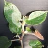 Begonia Druyri, pianta da interno