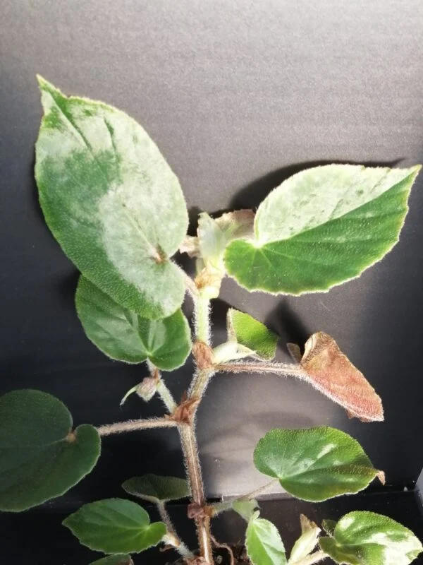 Begonia Druyri, pianta da interno